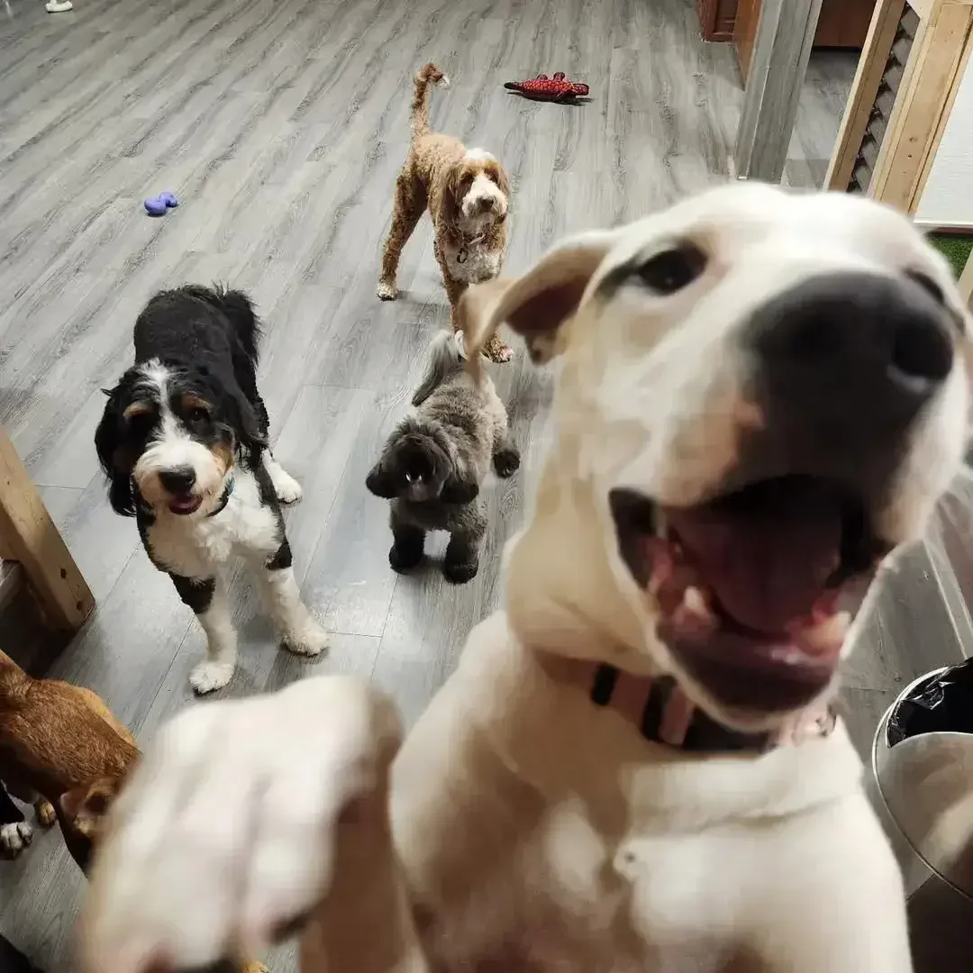 Group of dogs enjoying supervised indoor daycare playtime