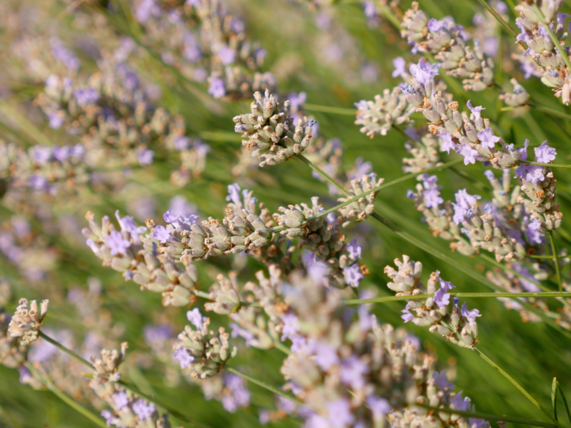 The making of Lavender Mead: A New Zealand Mead Maker’s Story.