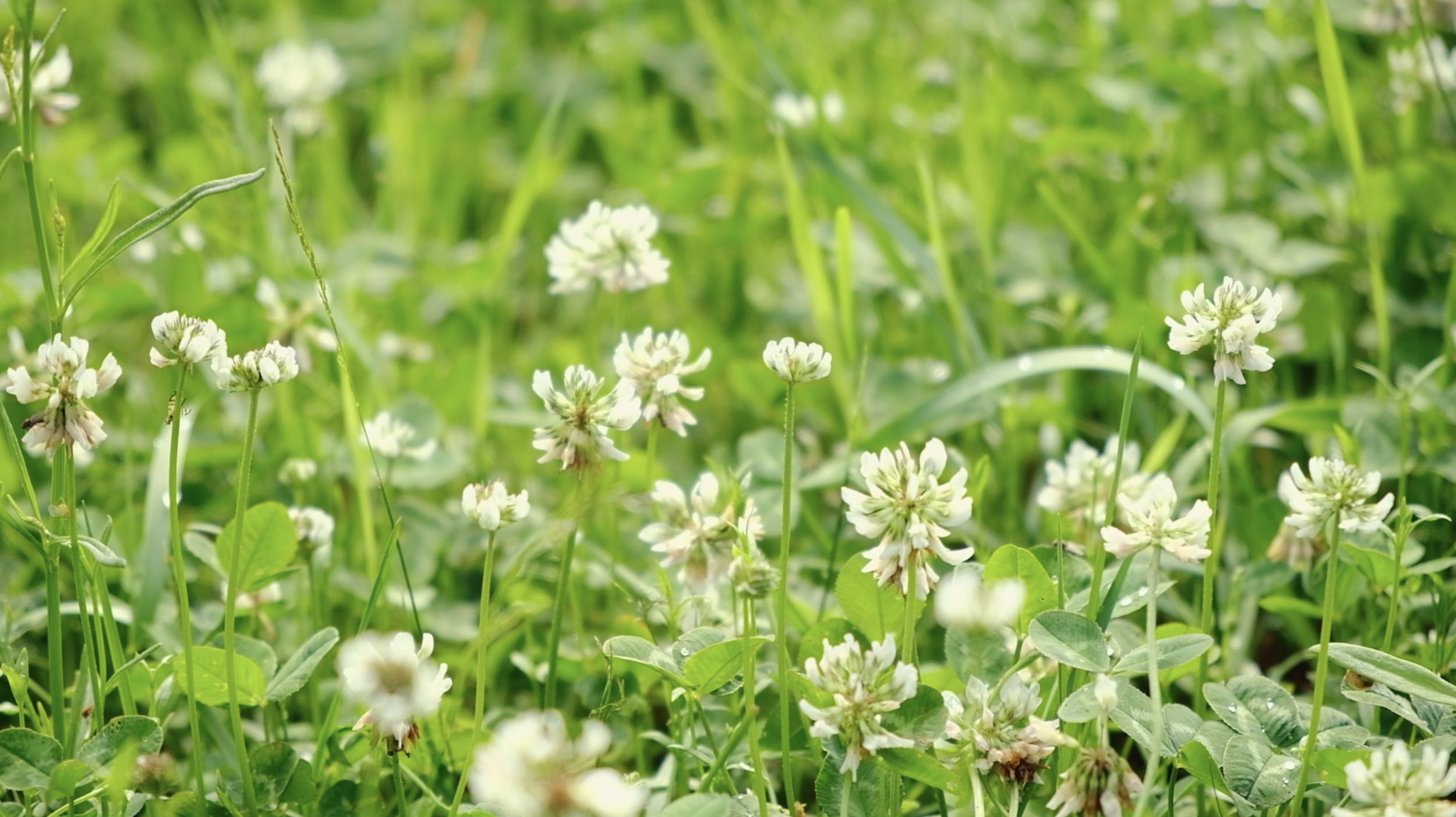 clover lplants.png