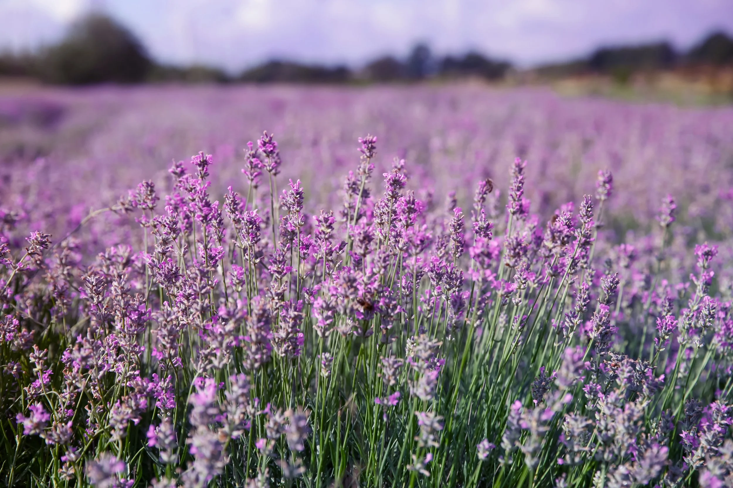 website hero - lavender.jpg