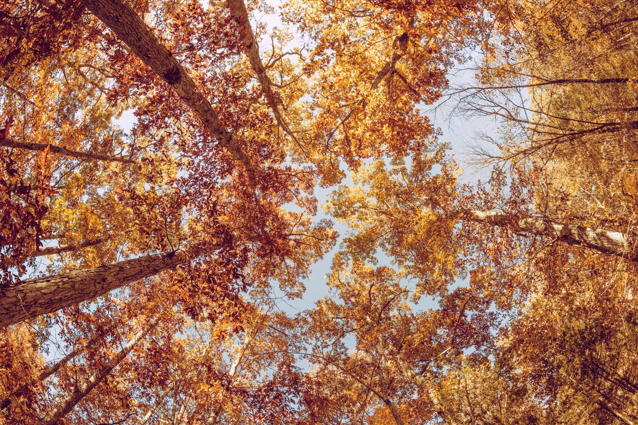 Fall EcoTherapy Retreat