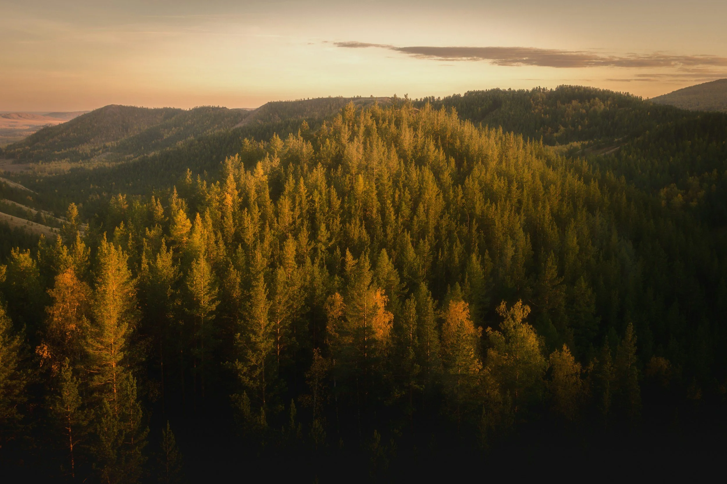Sunlit forest on rolling hills during sunset with a soft sky in the background.