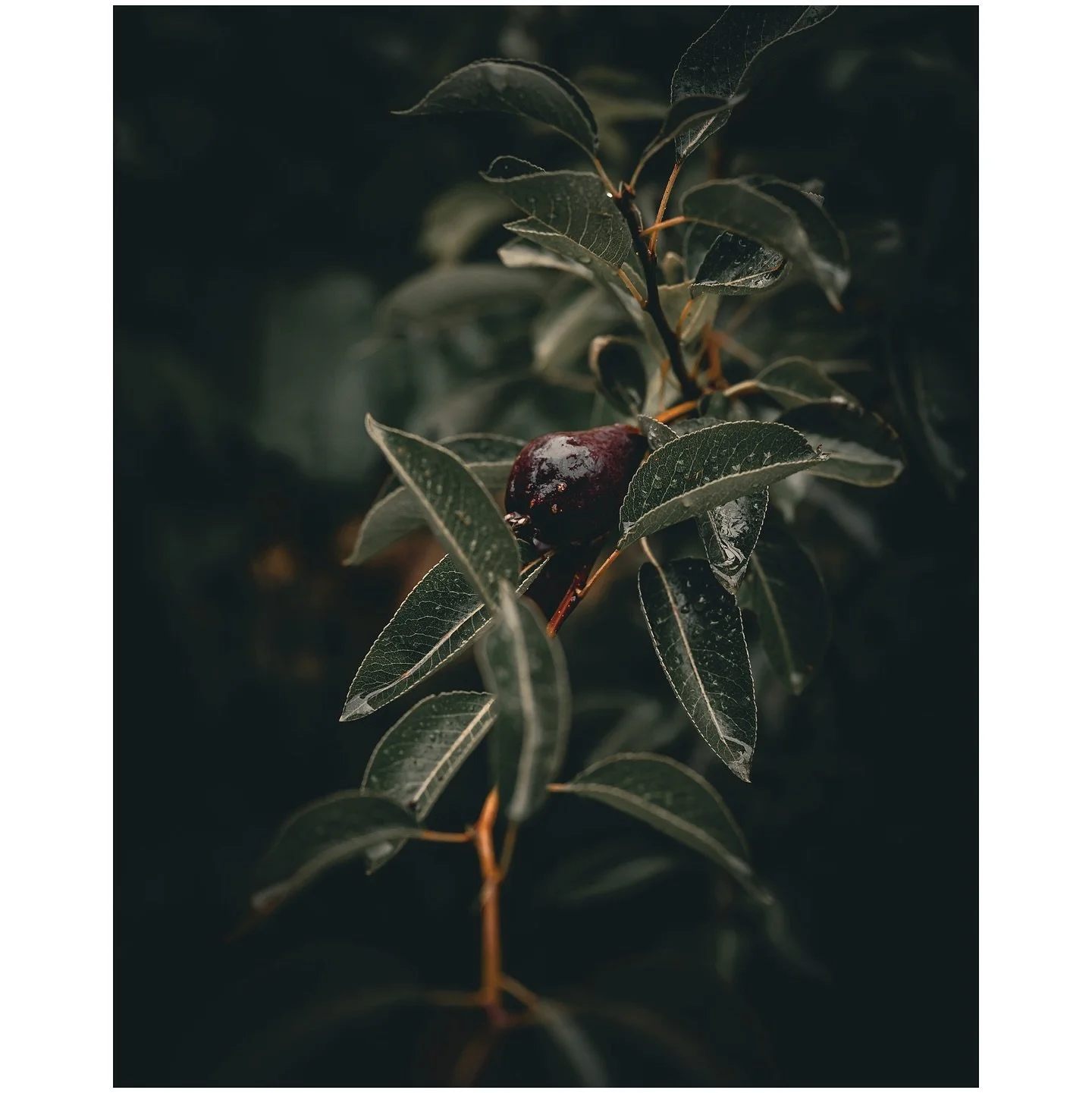 It wouldn&rsquo;t be Oregon without pouring rain to kick off the summer. 🌧️

Shot on Nikon 📷

#nikon #naturephotography #rainy #green #leaf
