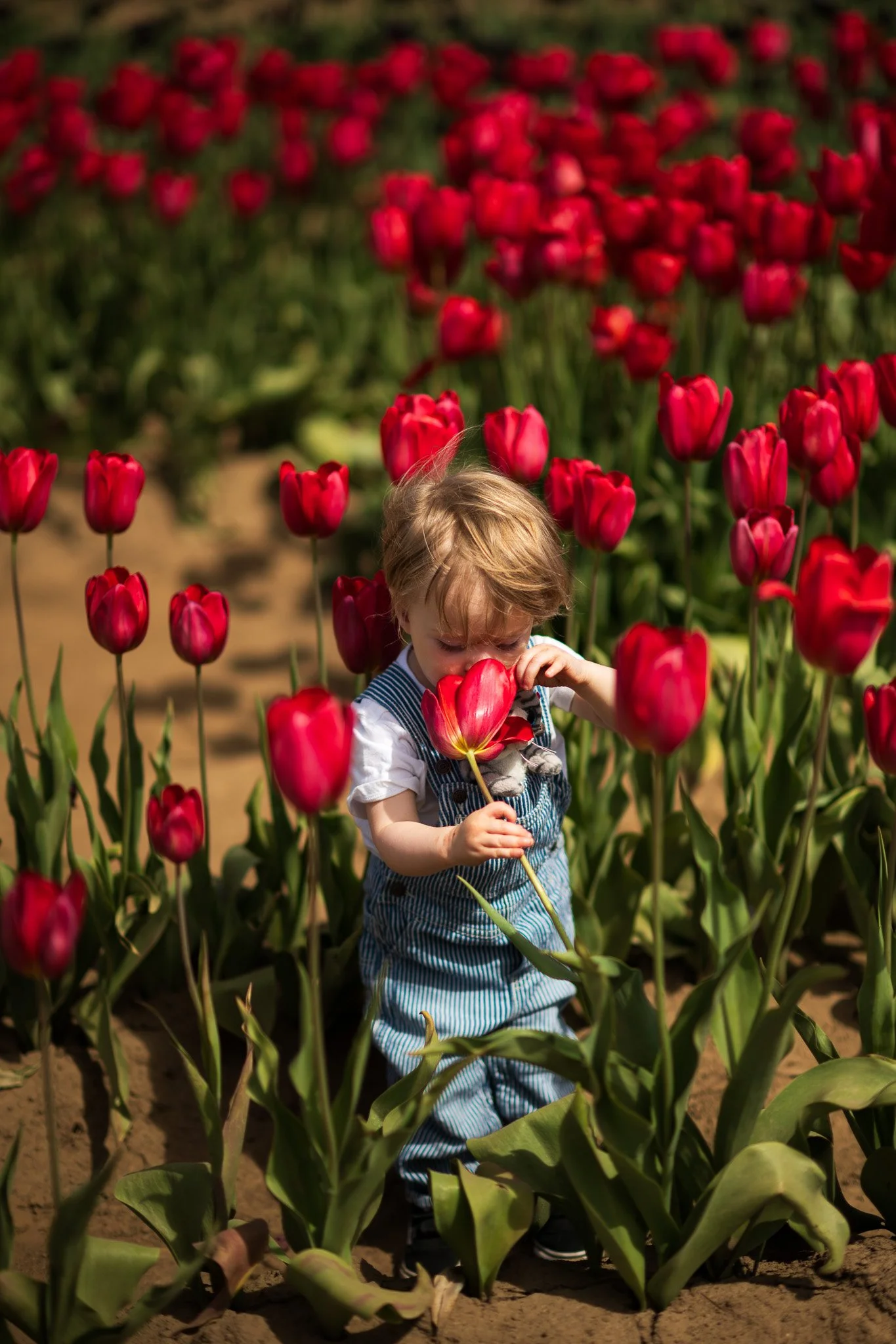 A young child is standing in a tulip field, holding and sniffing a red tulip, surrounded by many other red tulips, with a blurred background of more tulips and green foliage.