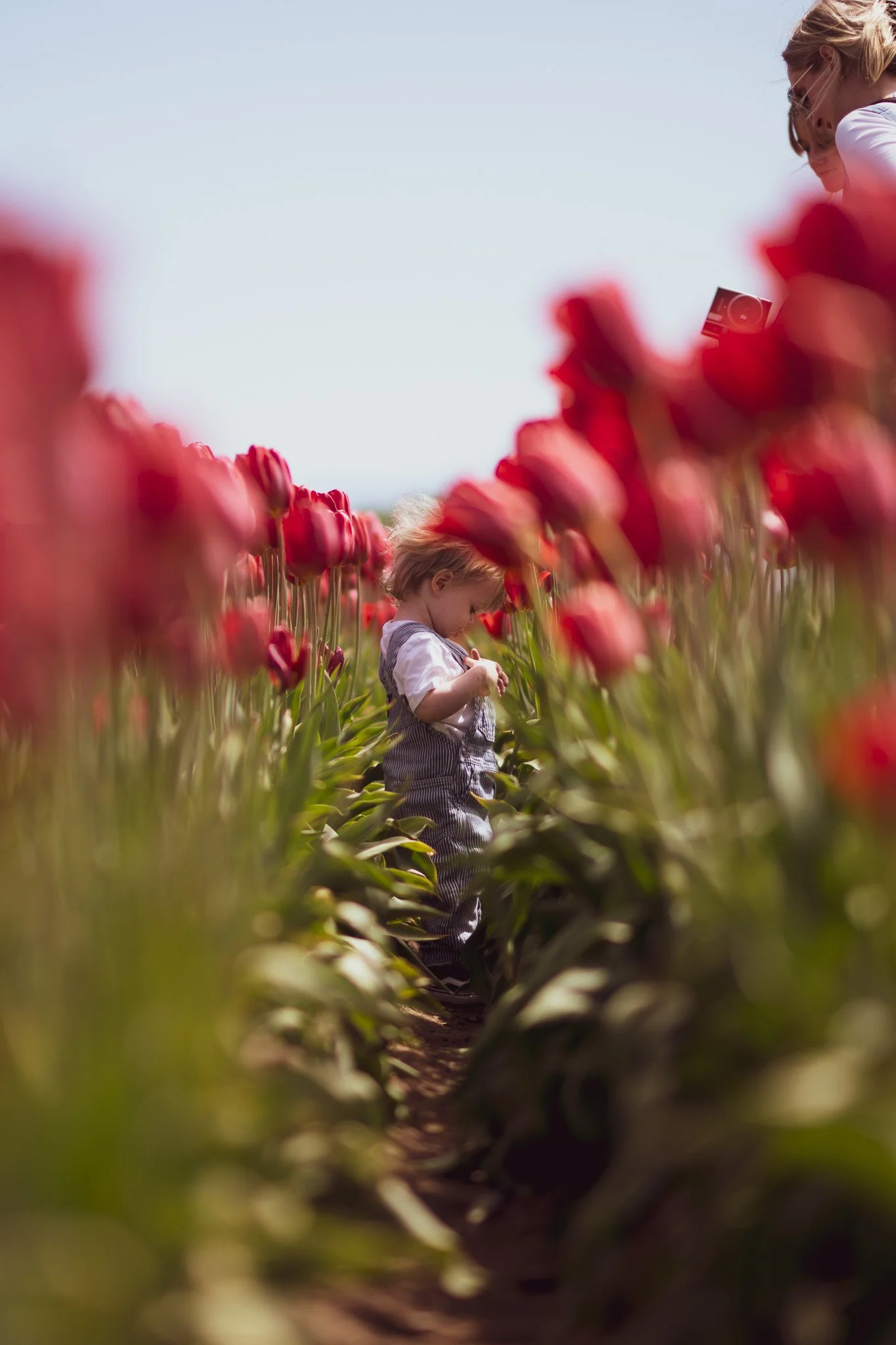 A young child standing in a field of pink tulips, looking down, with a woman and a camera in the background.