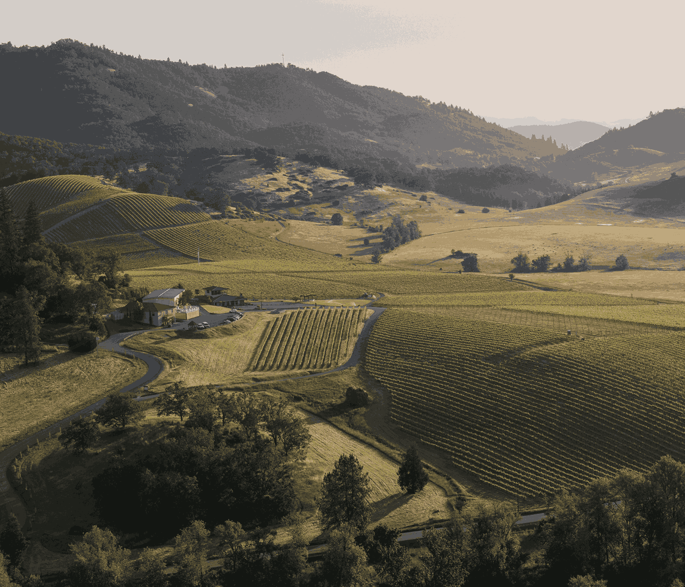 Aerial view of vineyard with rows of grapevines, hilly landscape, and a farmhouse at a vineyard estate.
