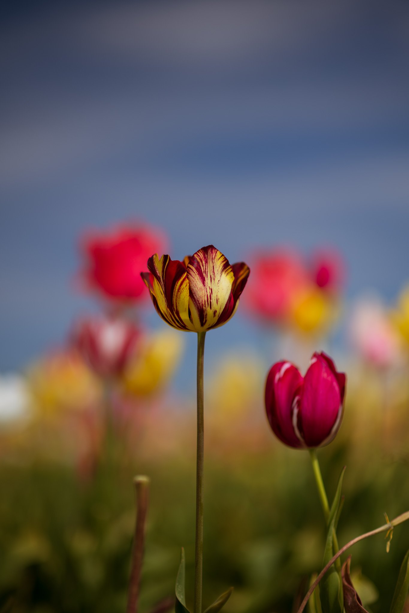 Colorful tulips in a field with a clear blue sky in the background