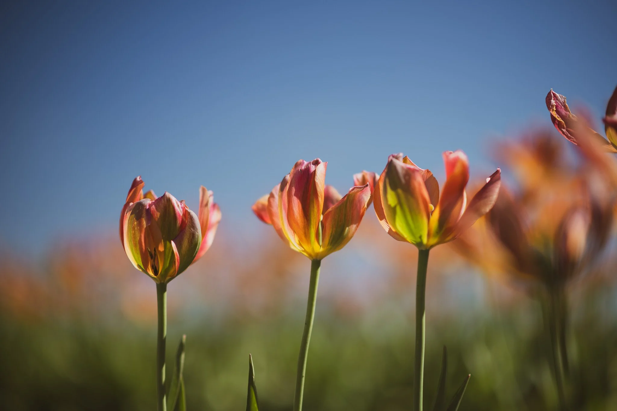 Close-up of colorful tulips blooming in a field against a clear blue sky