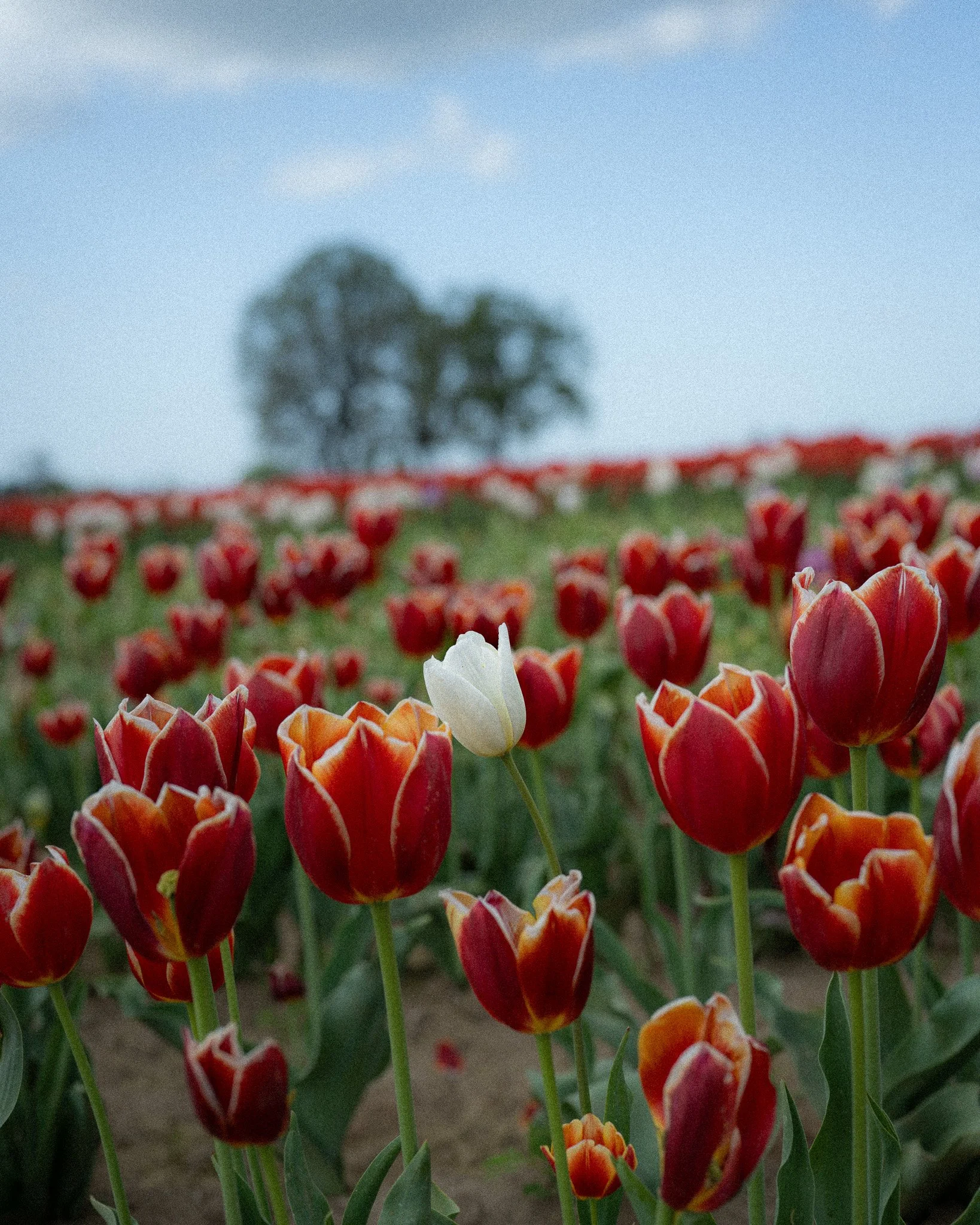 White tulip in a field of red and orange tulips.