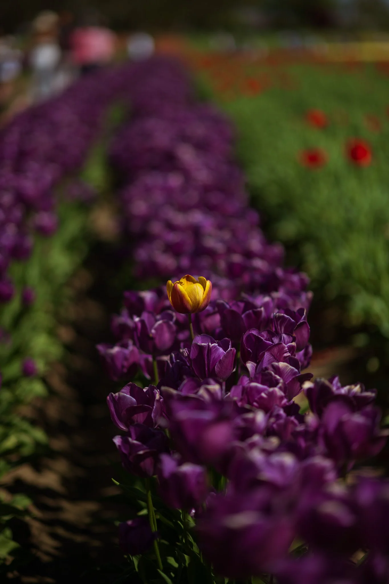 A yellow and red tulip standing out among a row of purple tulips in a garden, with a blurred background of other flowers and people.