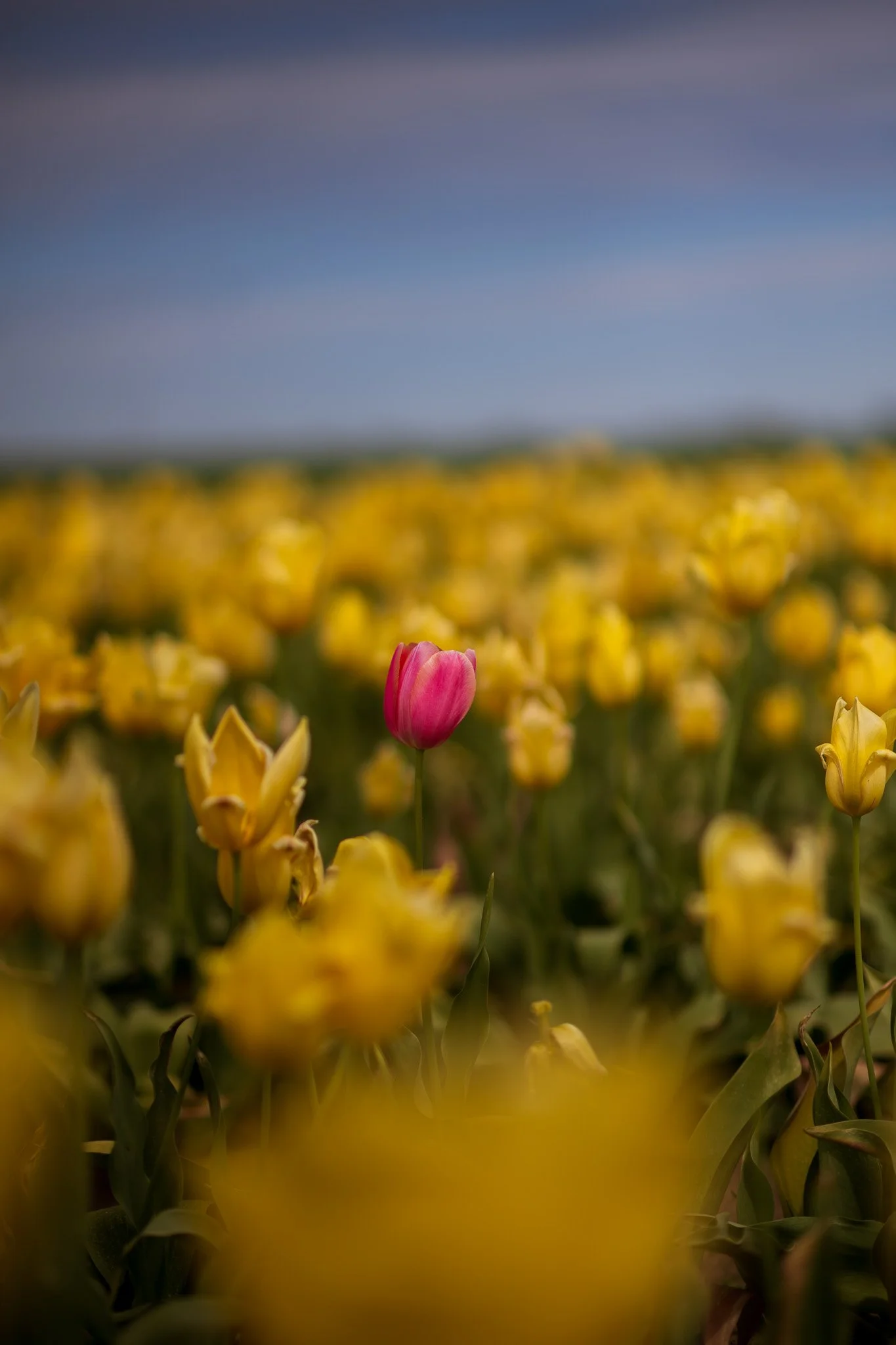 A pink tulip standing among numerous yellow tulips in a field during daytime with a cloudy sky in the background.