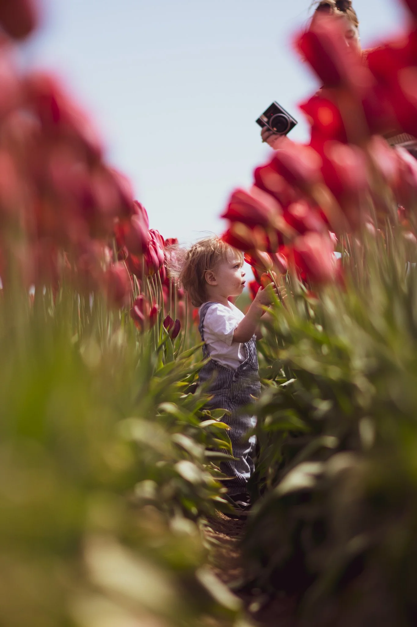 A young child standing amidst rows of pink tulips during daytime, with a person taking a photo in the background.