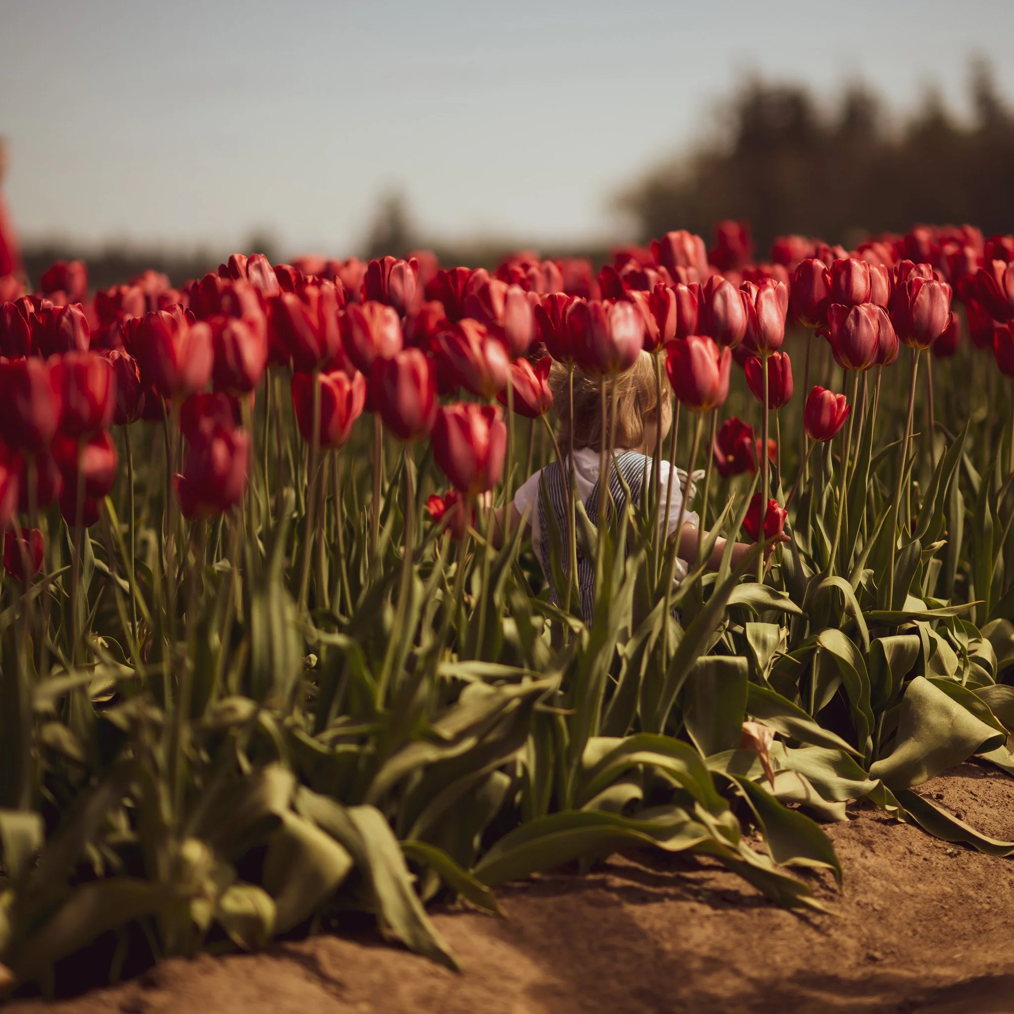 Child with blond hair sitting among a large field of red tulips on a sunny day.