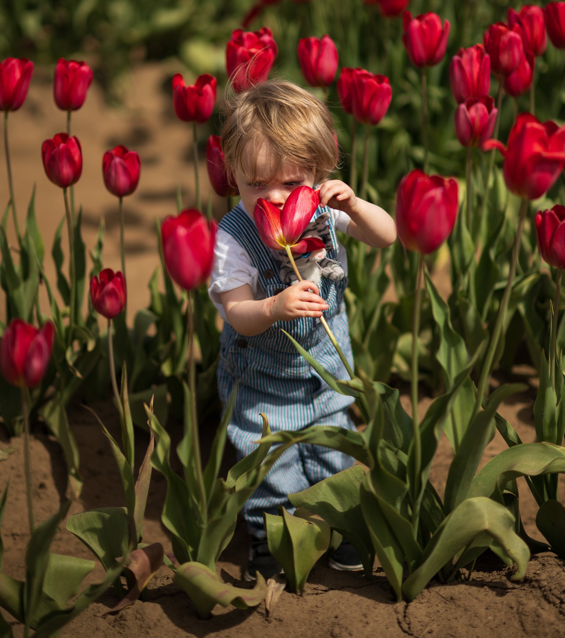 A young child with curly hair wearing striped overalls and a white shirt smelling a red tulip in a tulip field.