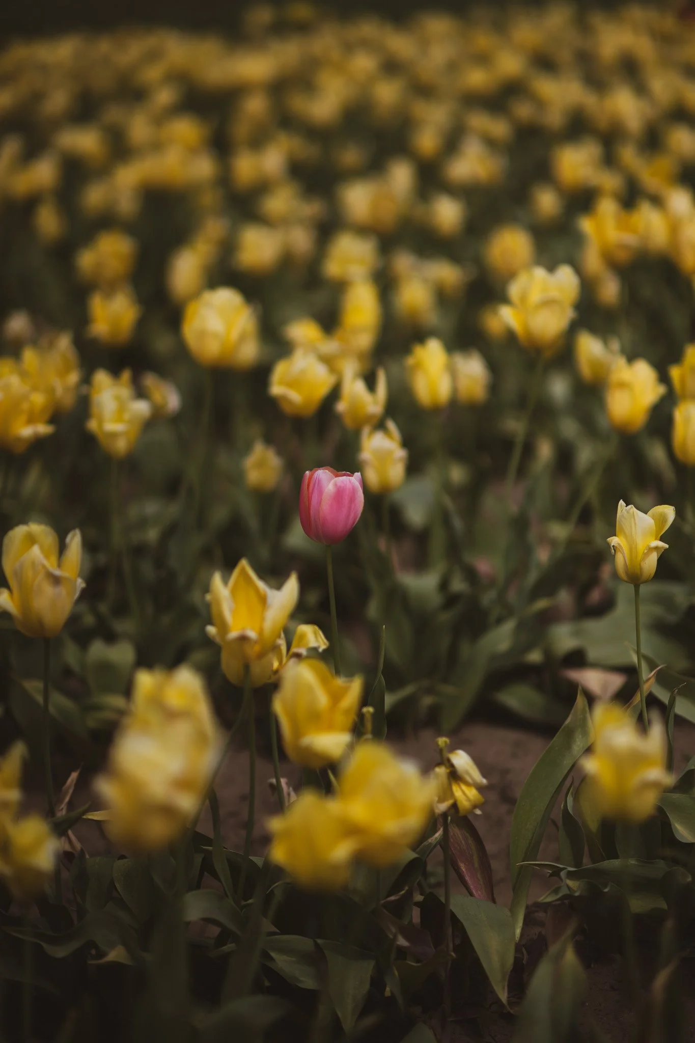 Pink tulip standing among many yellow tulips in a flower field.