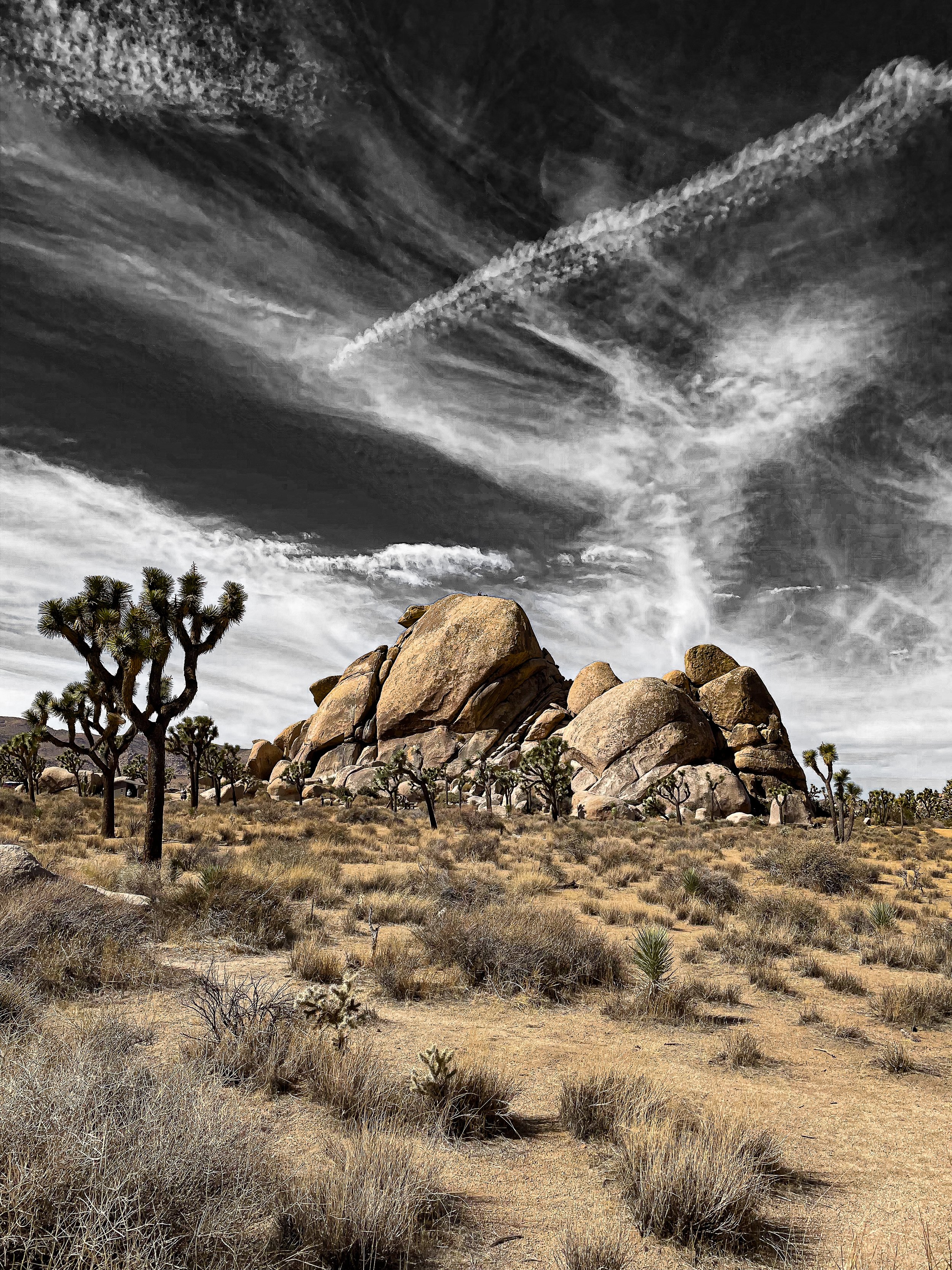 sentinels in the sand