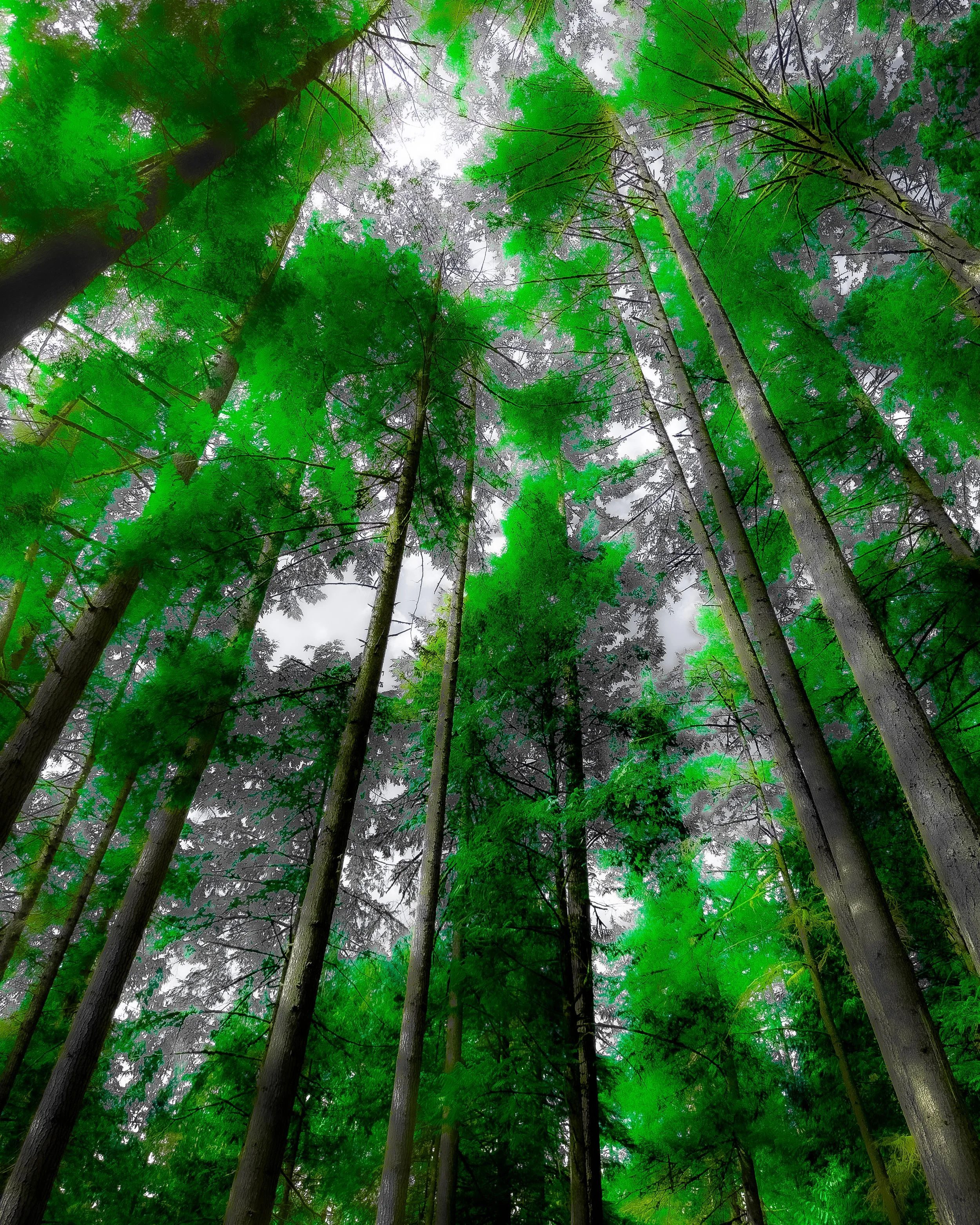 Jade Forest in Watercolour.jpg