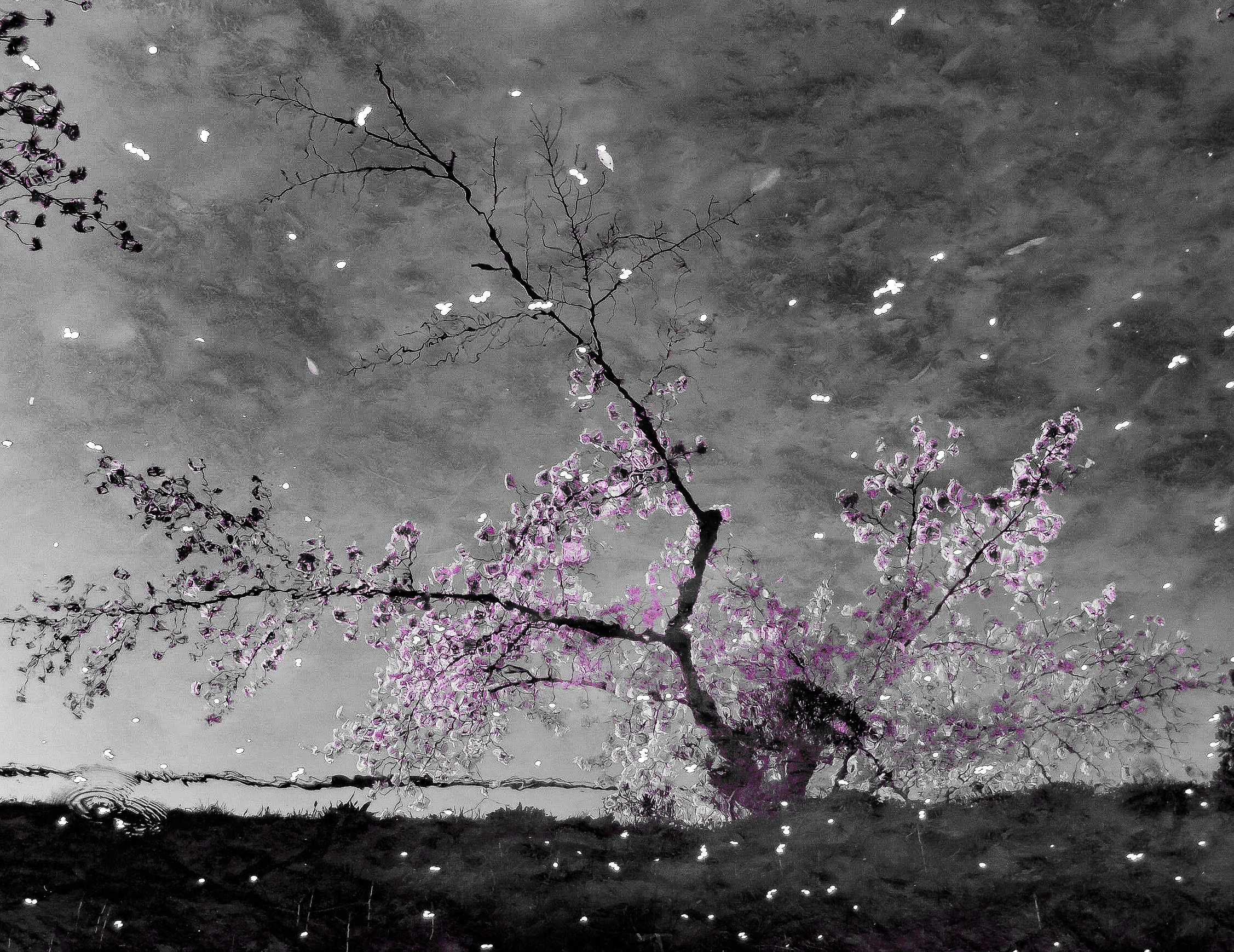 sakura abstract