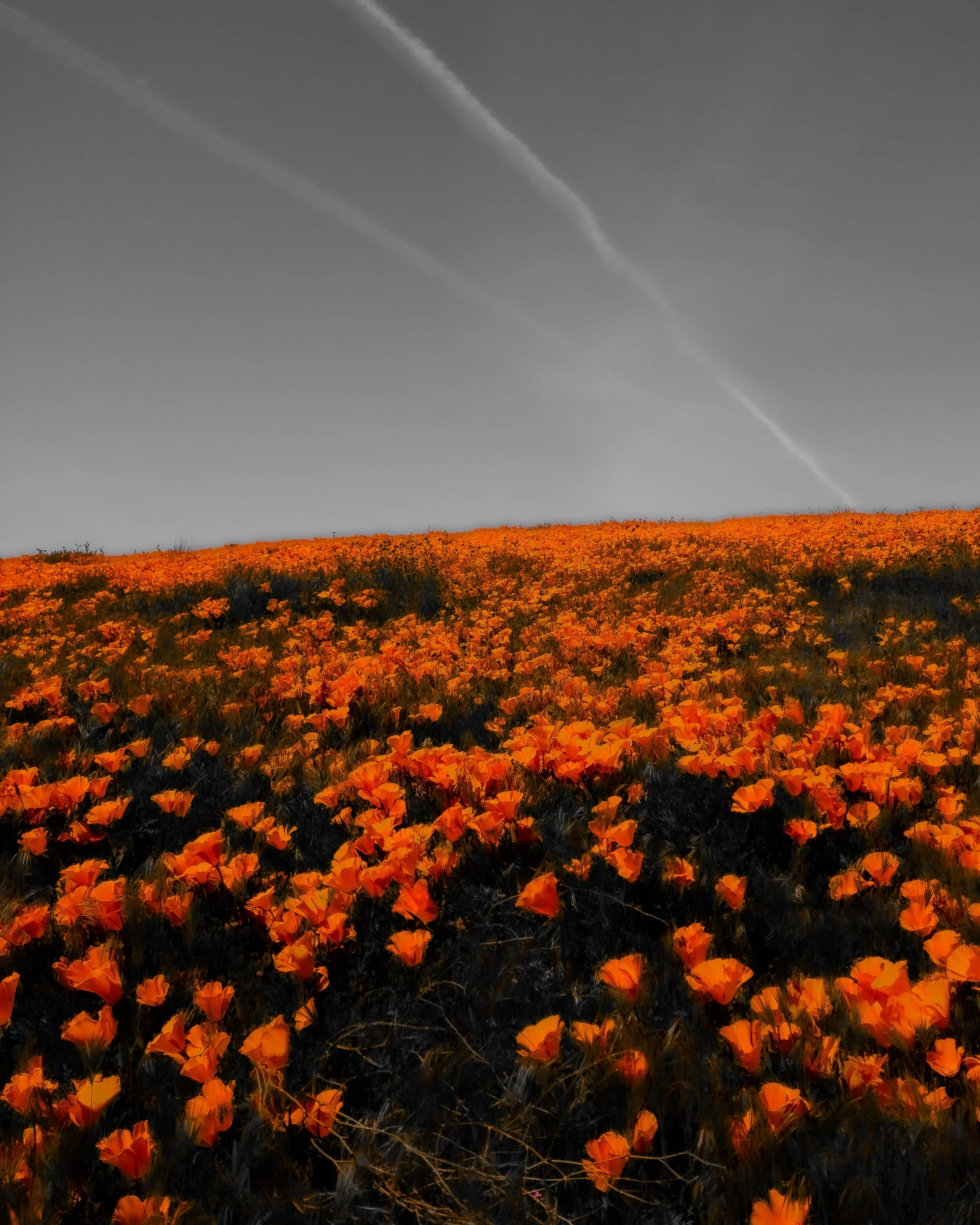 Location: Antelope Valley, Los Angeles, California
Keywords: fine art, landscape, nature, path, poppies, california poppy, superbloom, watercolor, orange, spring