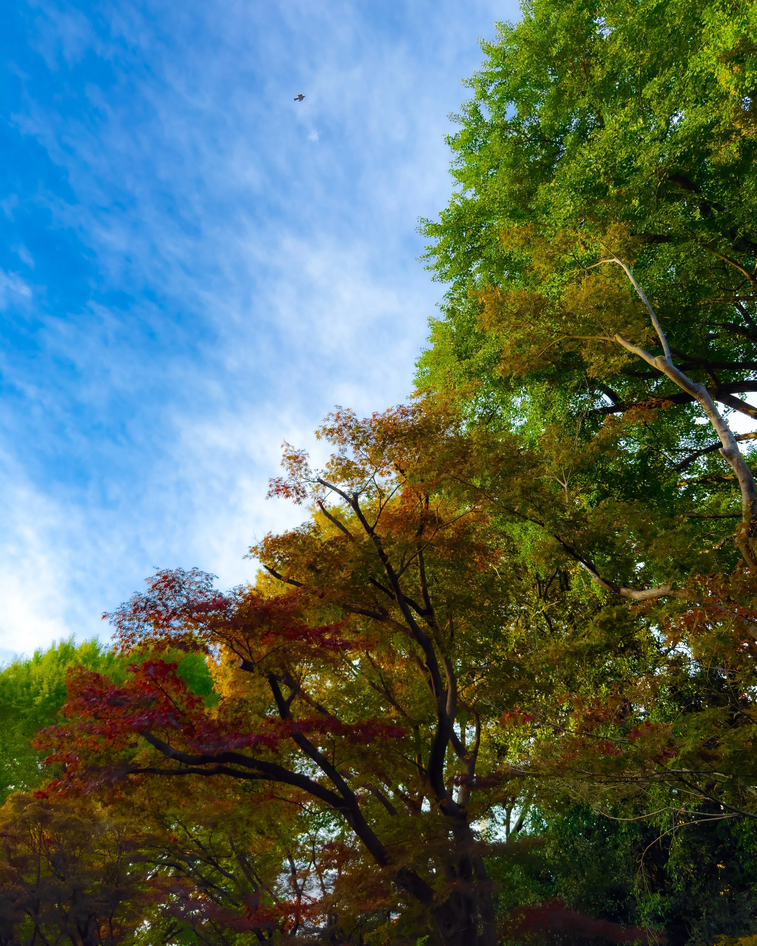 Autumn Arriving in Shinjuku-2.jpg
