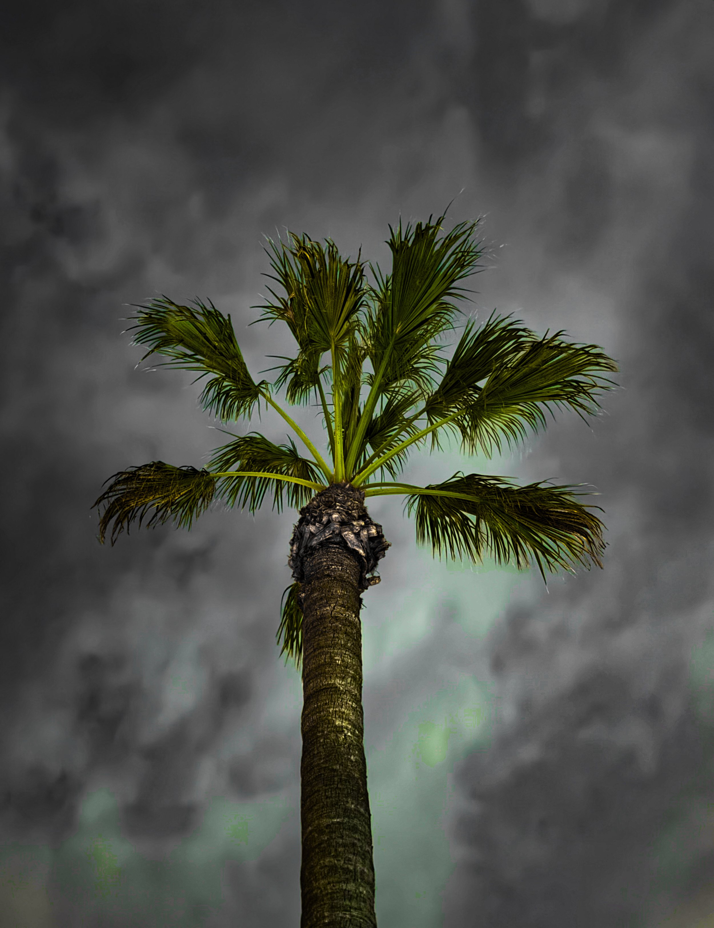 green palm, grey skies
