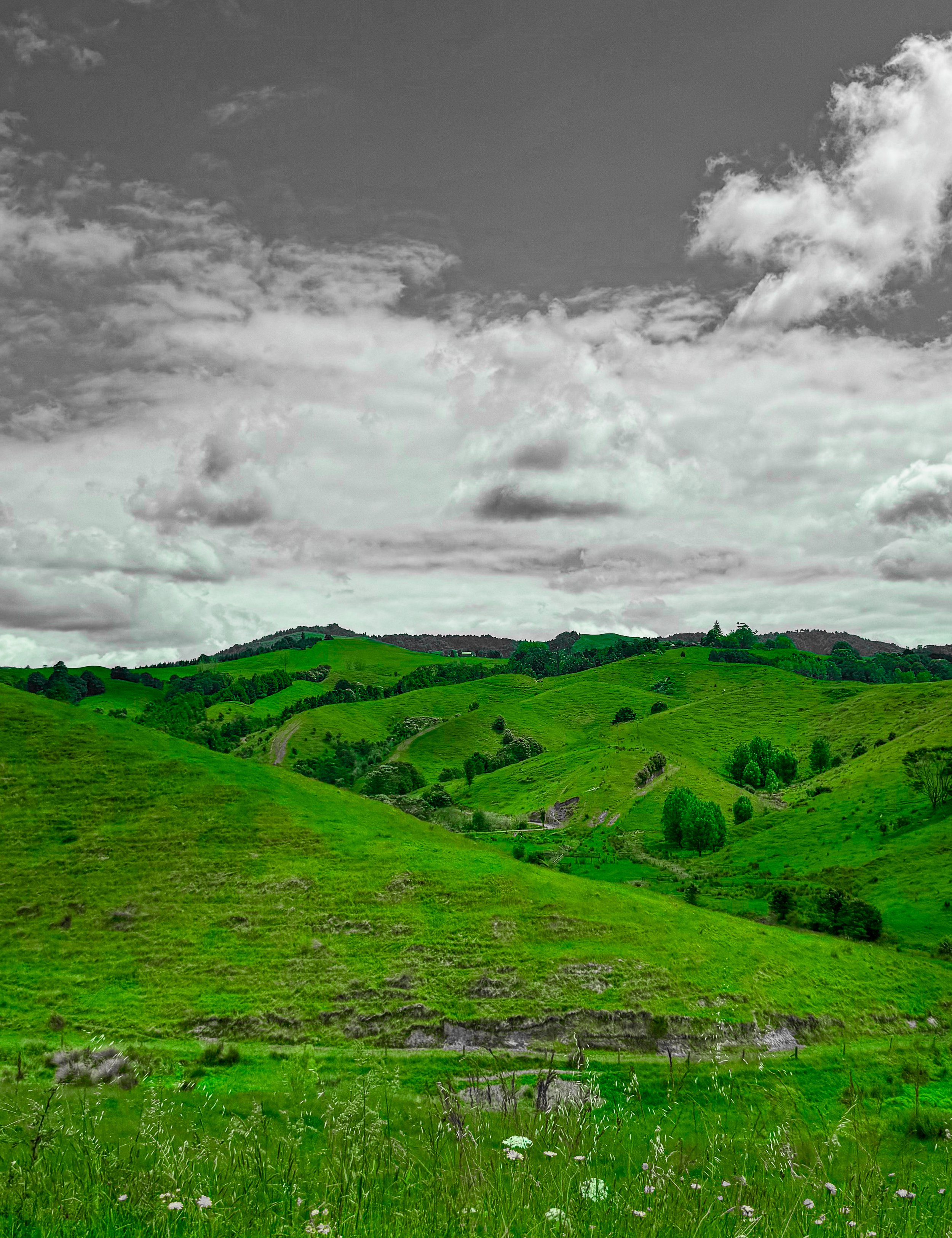 rolling hills of waikato