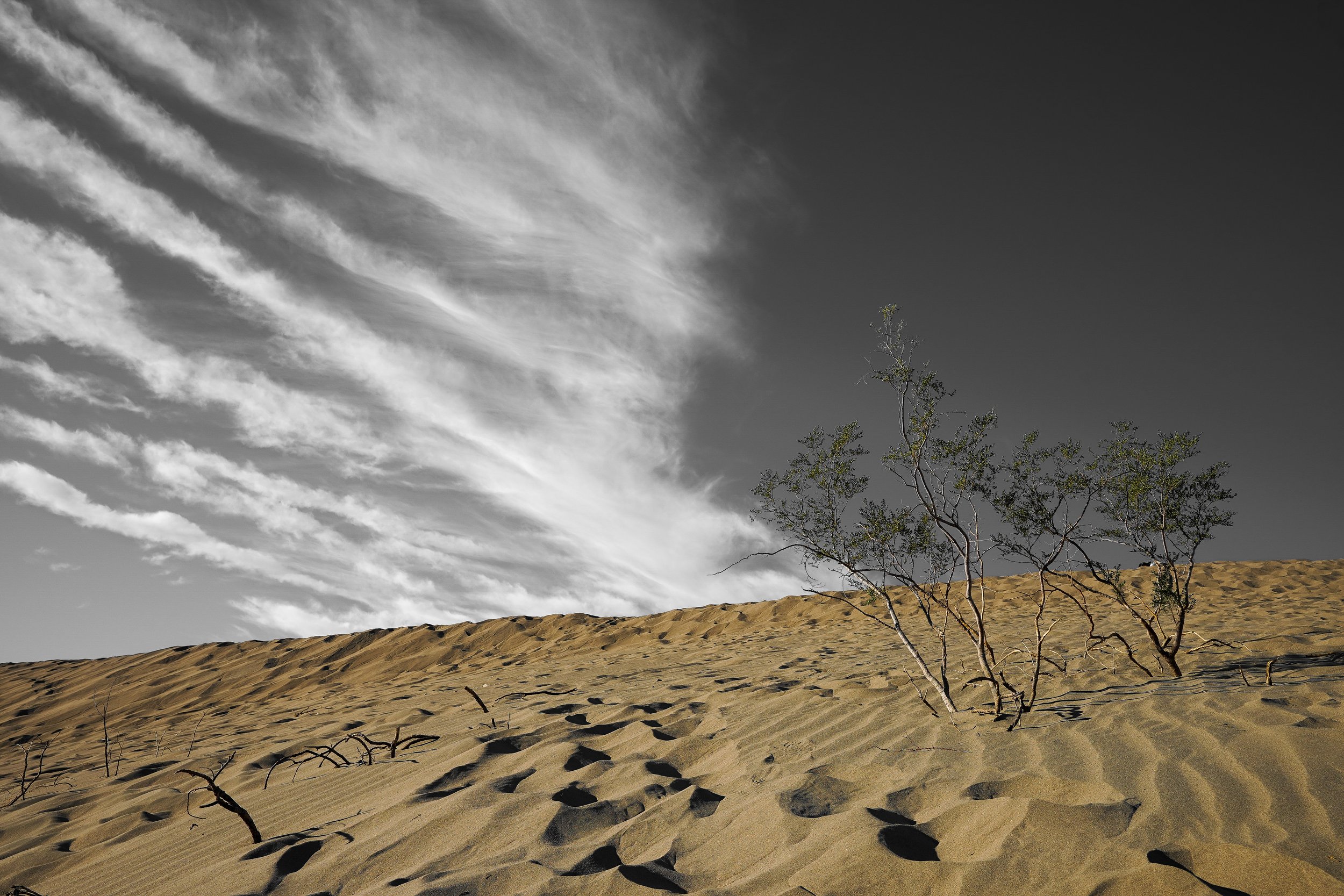 lonely shrub in the dunes