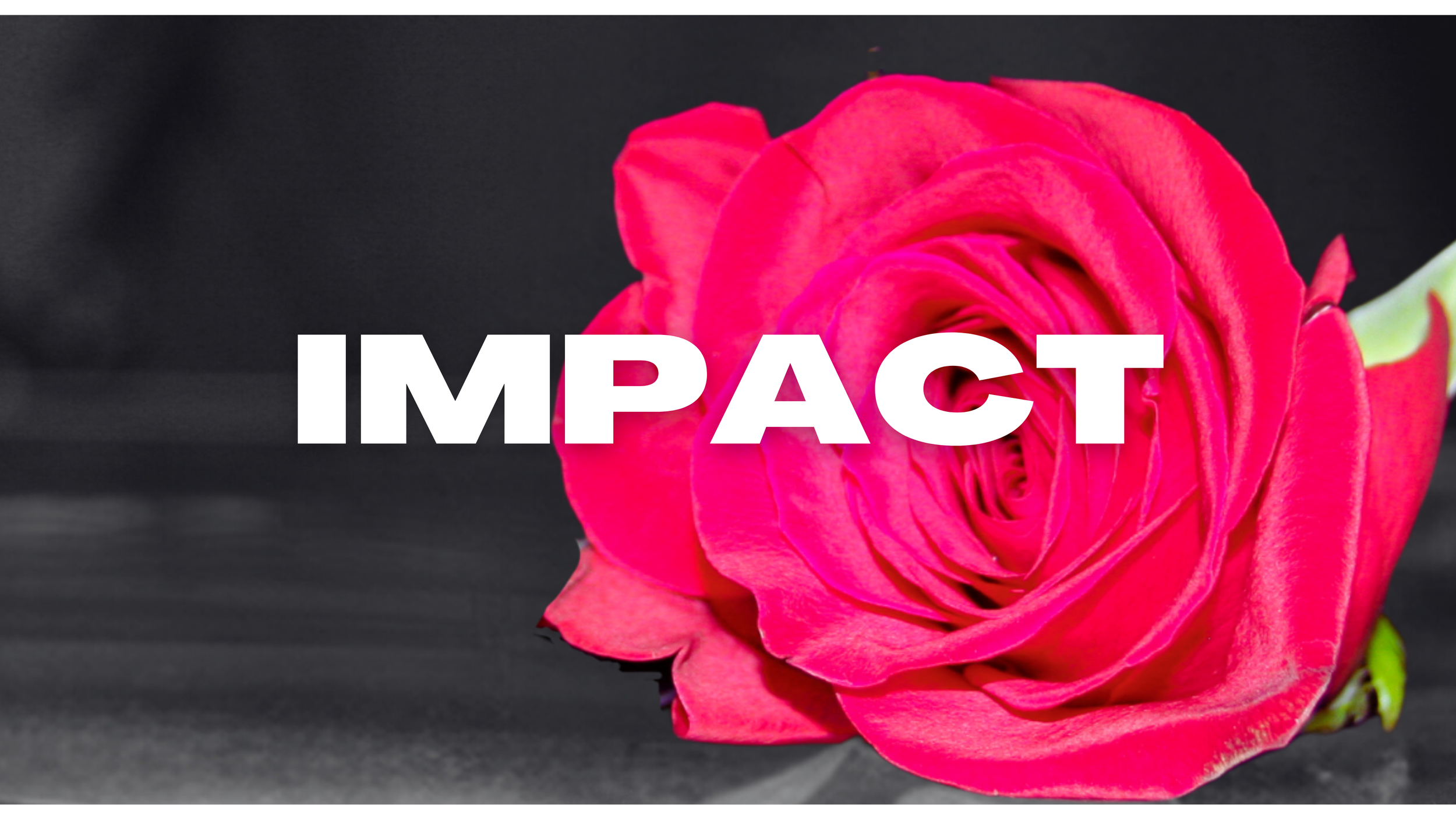 Close-up of a vibrant pink rose with the word 'IMPACT' overlaid in bold white letters.