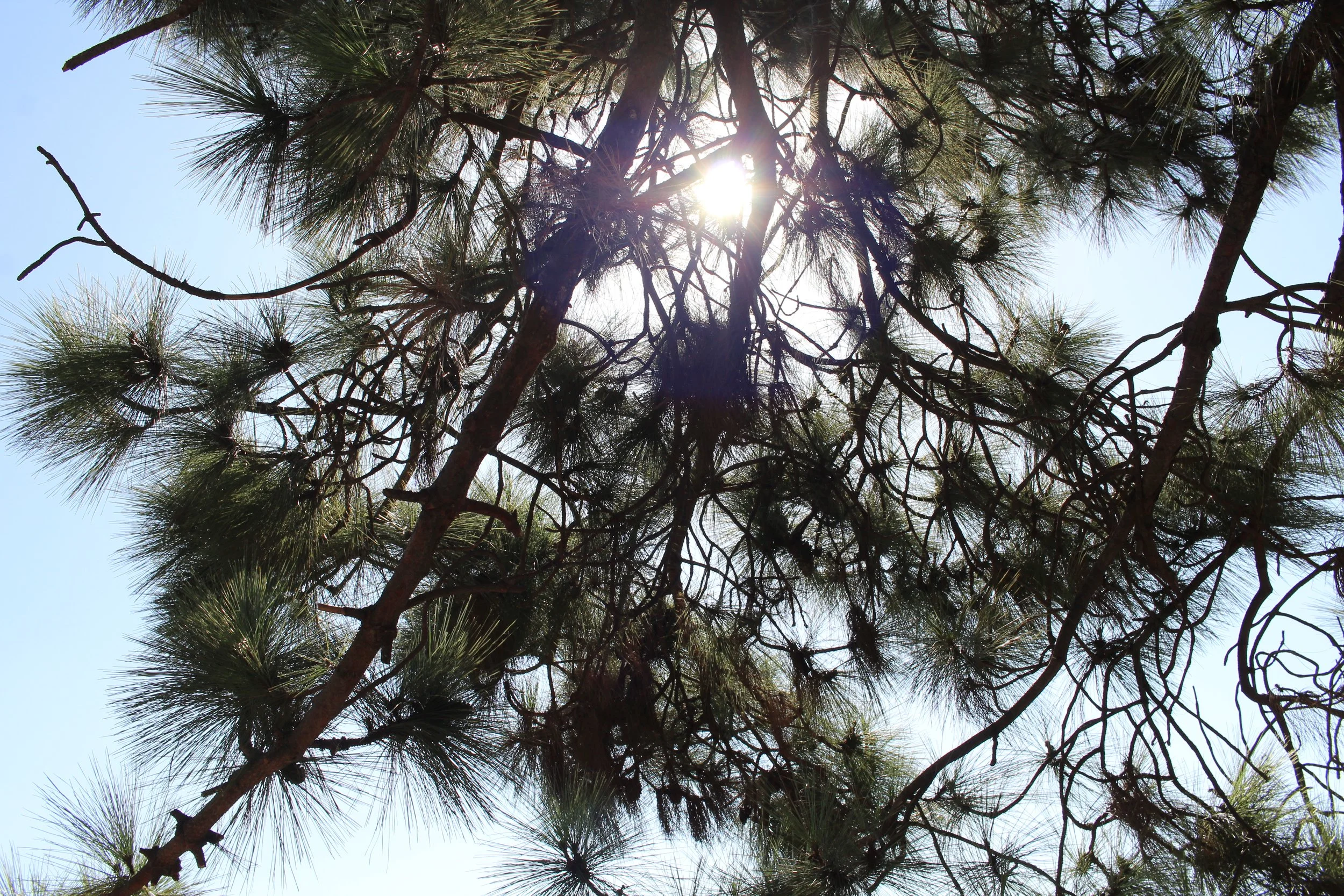 Sun through the pines - Griffith Park Observatory Walk up September 2026