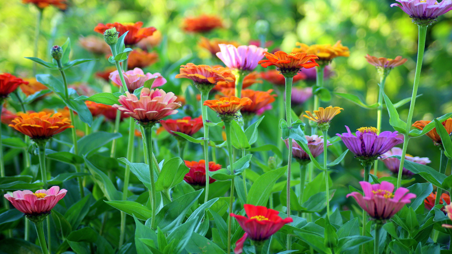 Plant Hardiness Zones
