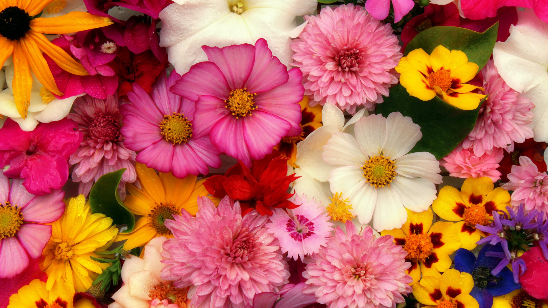 Grow Your Garden: Plant Duration