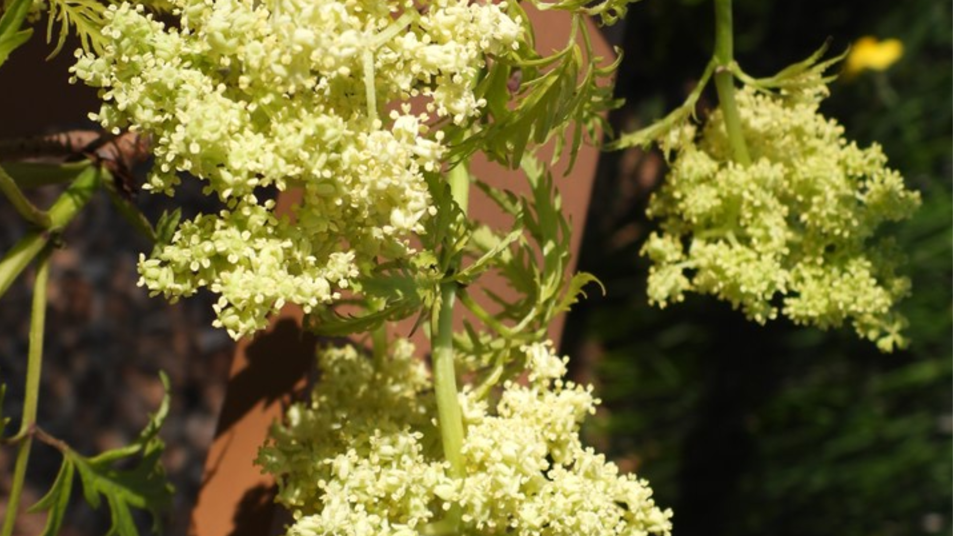 Lemony Lace Elderberry