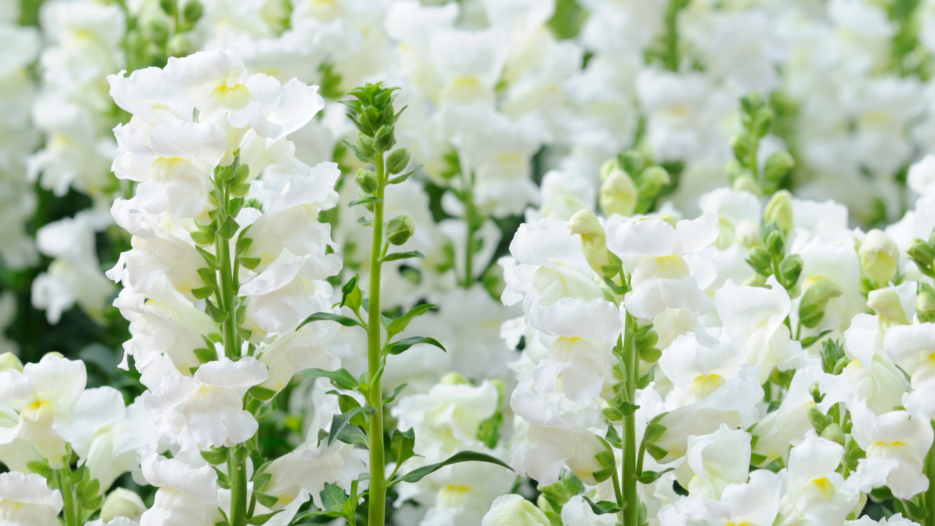 Snapdragon