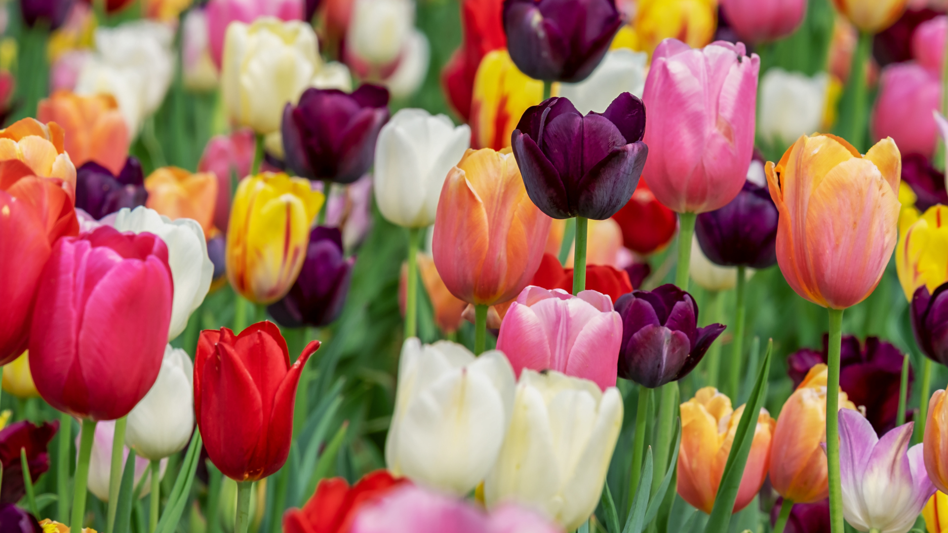 Tulip