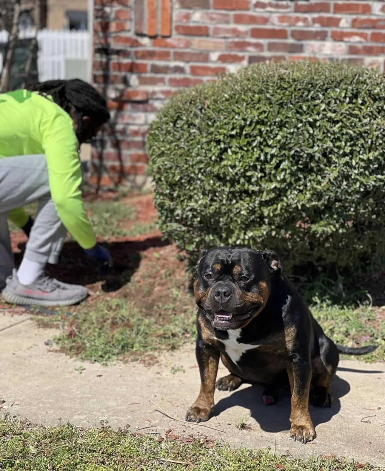 Owner Jalen Clayborne working on a homeowner's irrigation system while "Bud The Bully", his black and brown dog, sits nearby on the sidewalk.