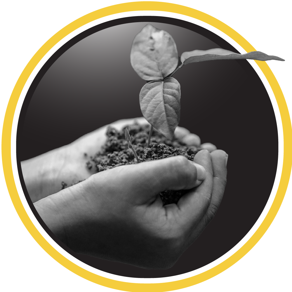 Close-up of two hands holding a mound of dirt with a plant growing out