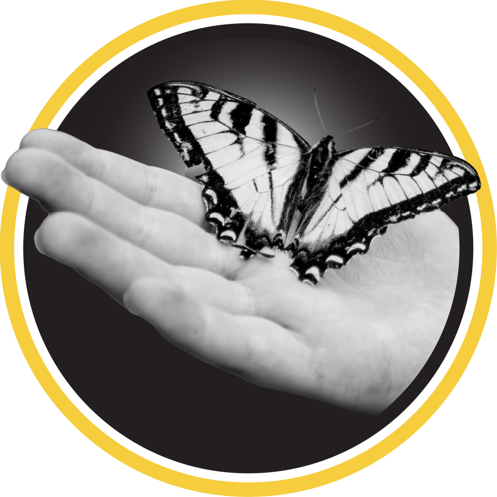 Close-up of a Hand holding a Butterfly