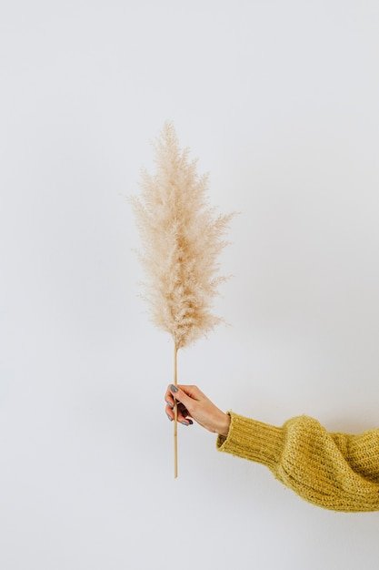 woman-holding-dried-pampas-grass-against-white-wall_53876-94768(1).jpg