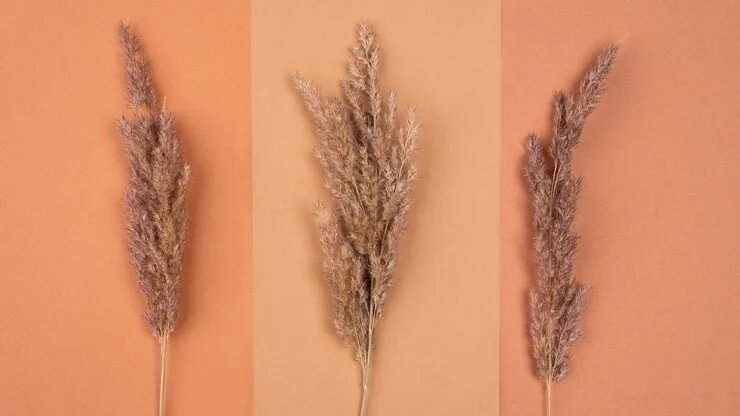 flat-lay-monochromatic-assortment-dried-lavender_23-2148770239.jpg