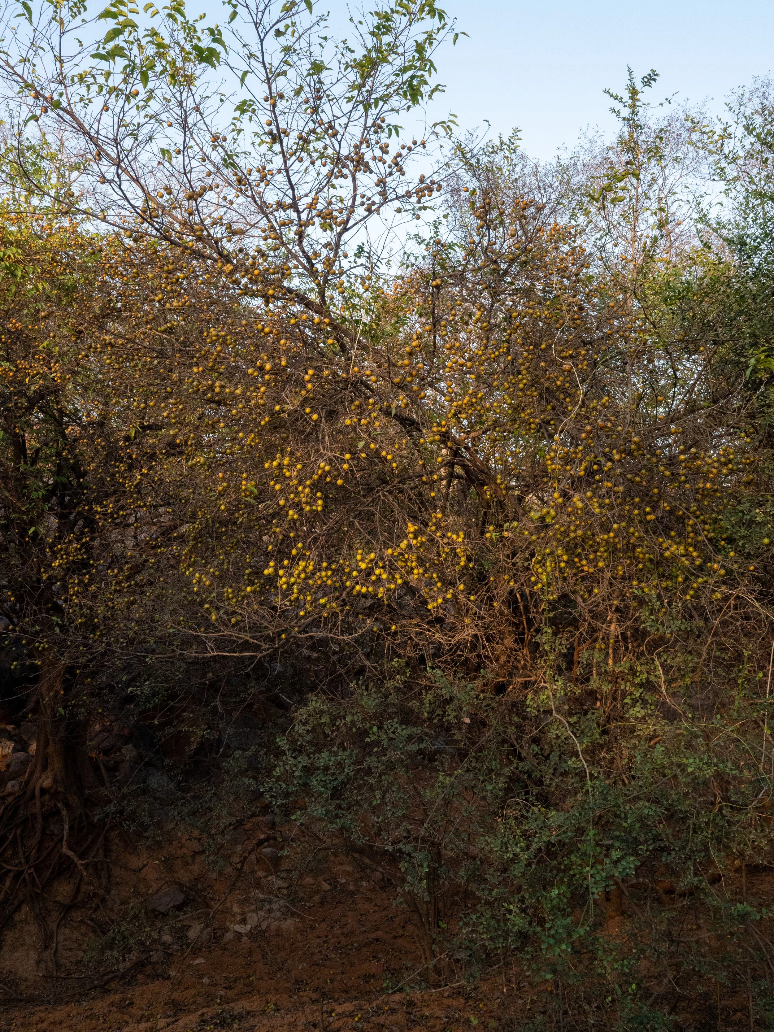 P1066060.jpg