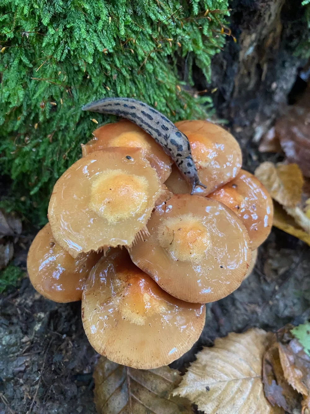 Leopard Slug (Limax maximus)