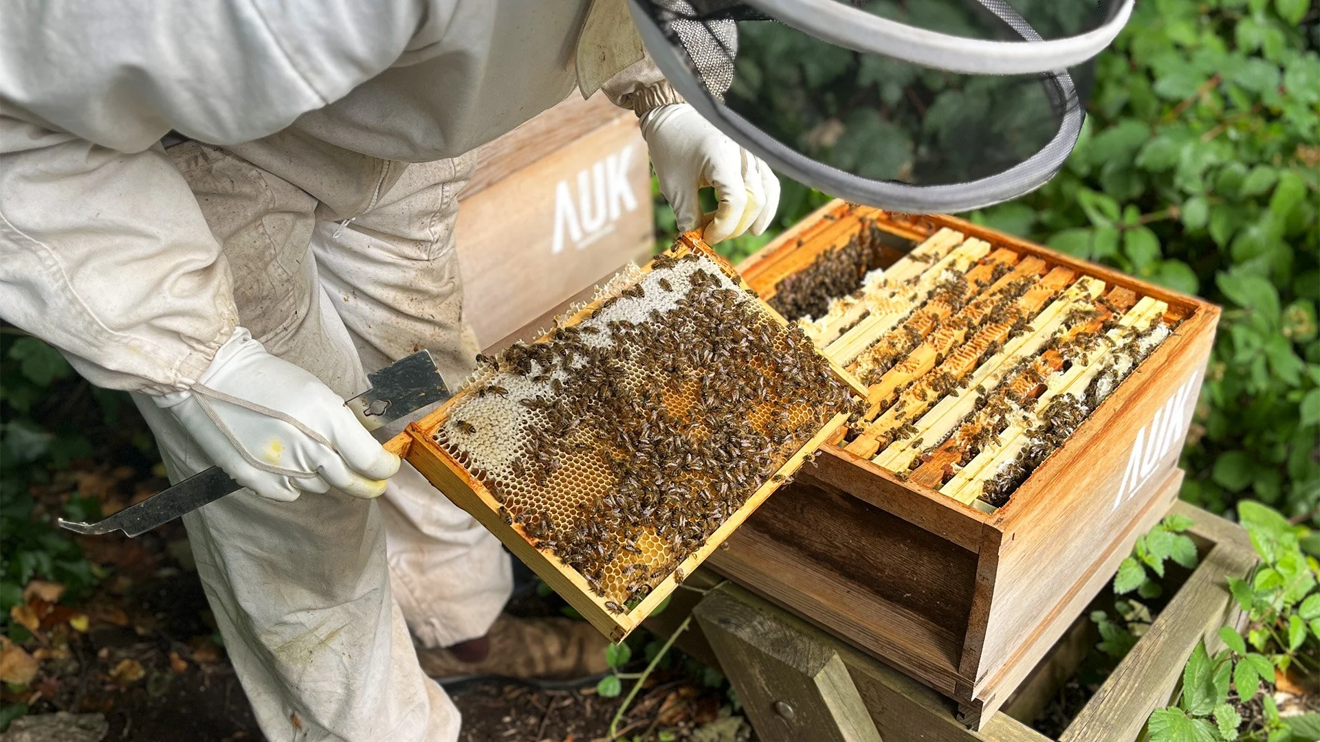 AUK Wildflower Honey