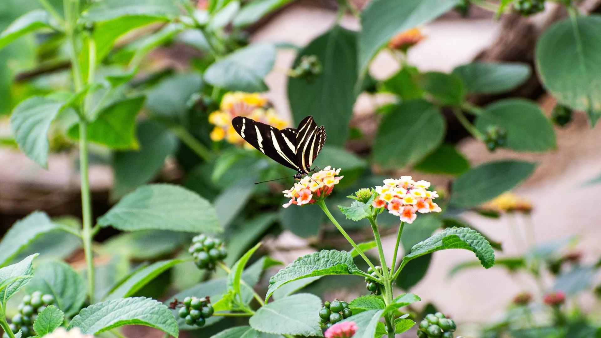Marwell Wildlife Brochure