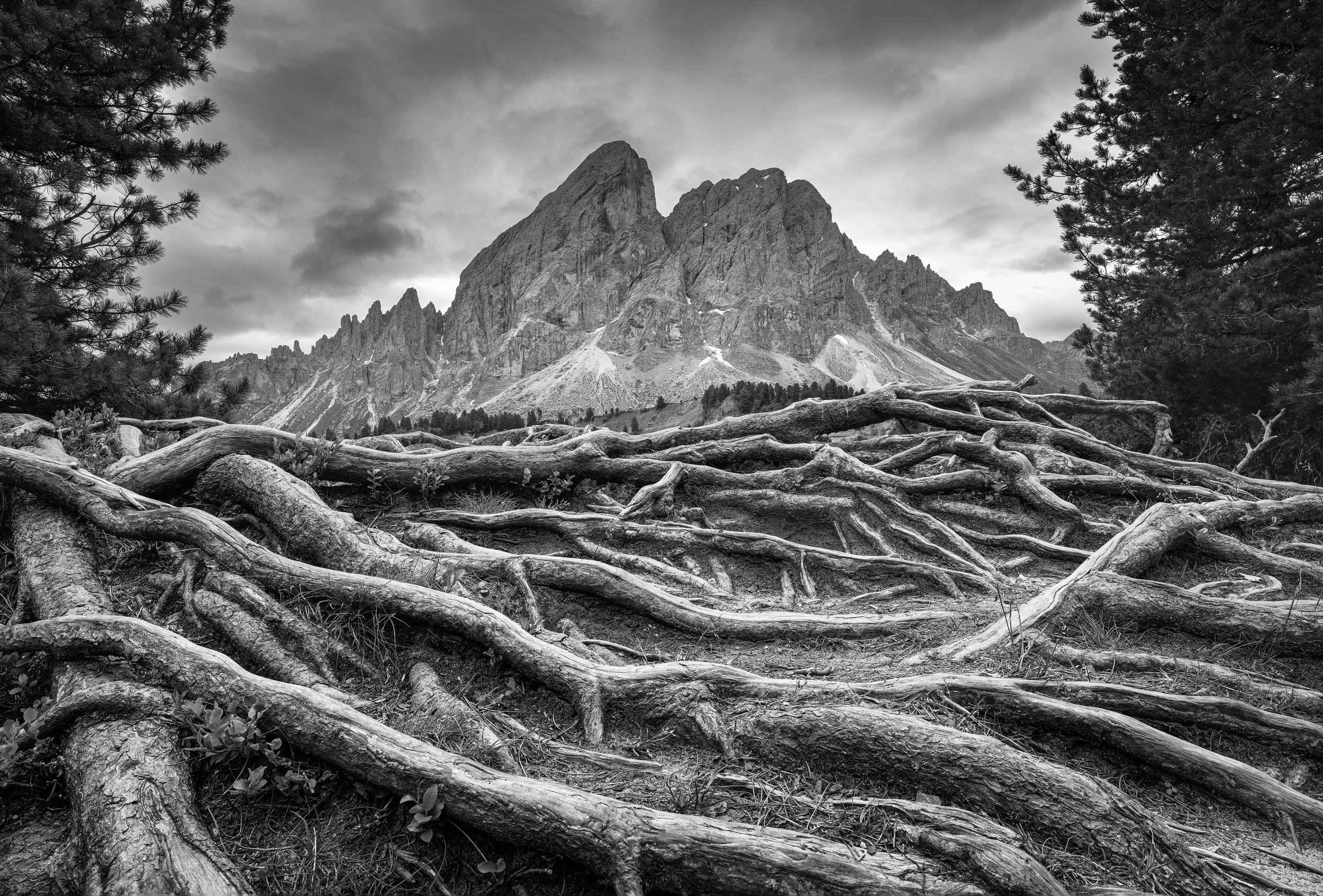 roots-finish-bwweb.jpg
