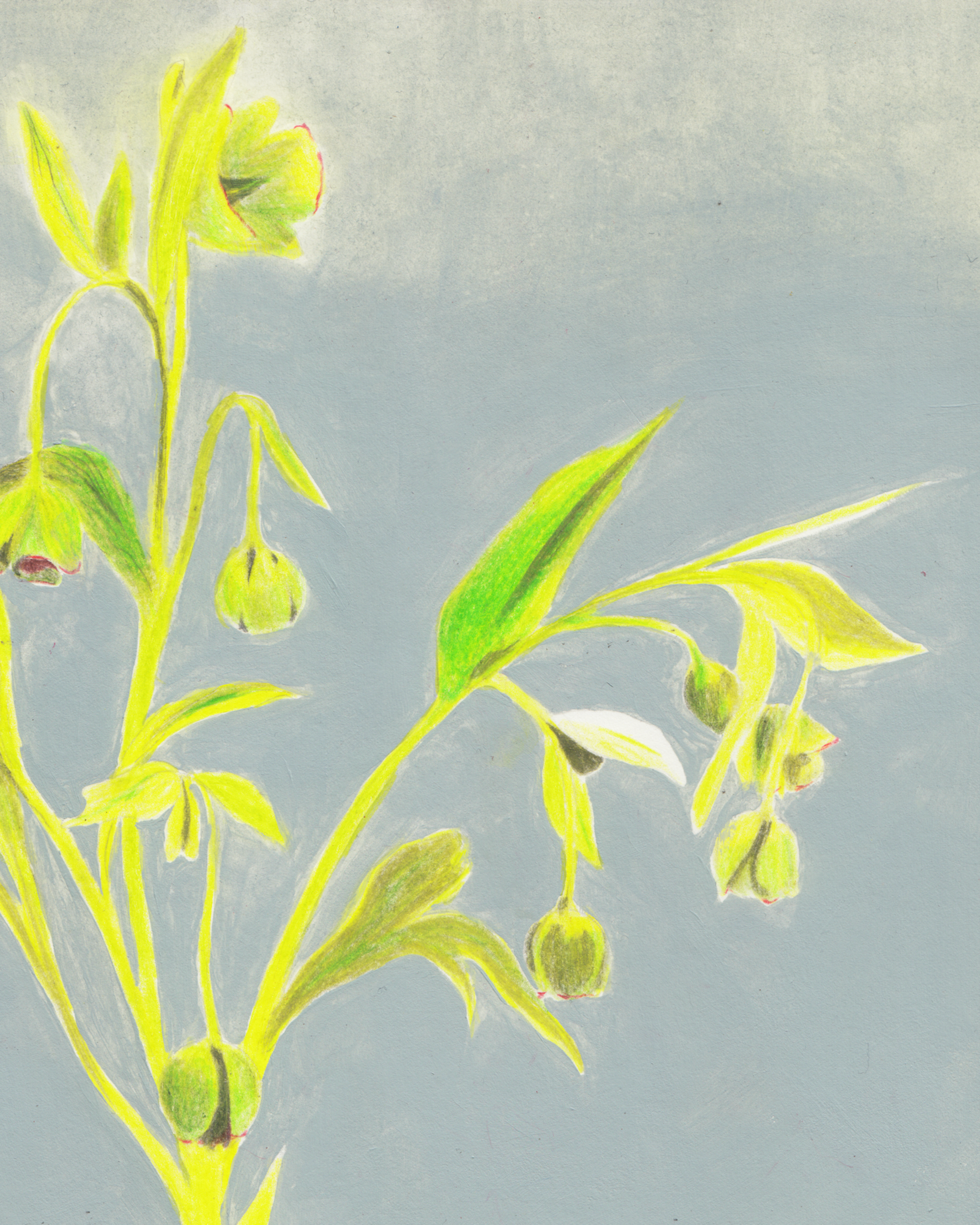 Hand-drawn illustration of a plant with green leaves, small buds, and flowers against a light blue background.