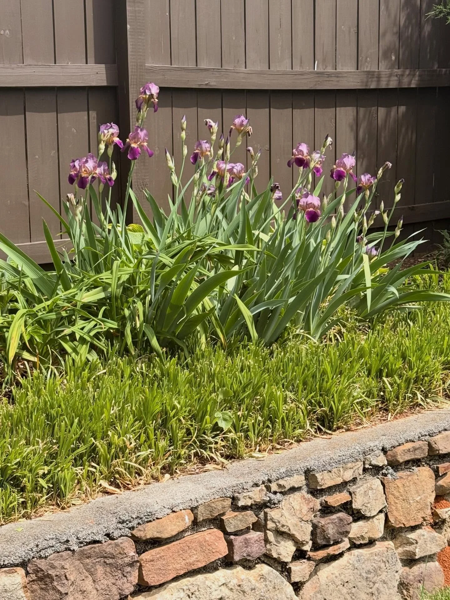 This yard has been a series of delightful surprises, as pieces coming throughout early spring to now are blooming. The previous owners staggered the species and varieties beautifully. #ilovemyhome 🌹