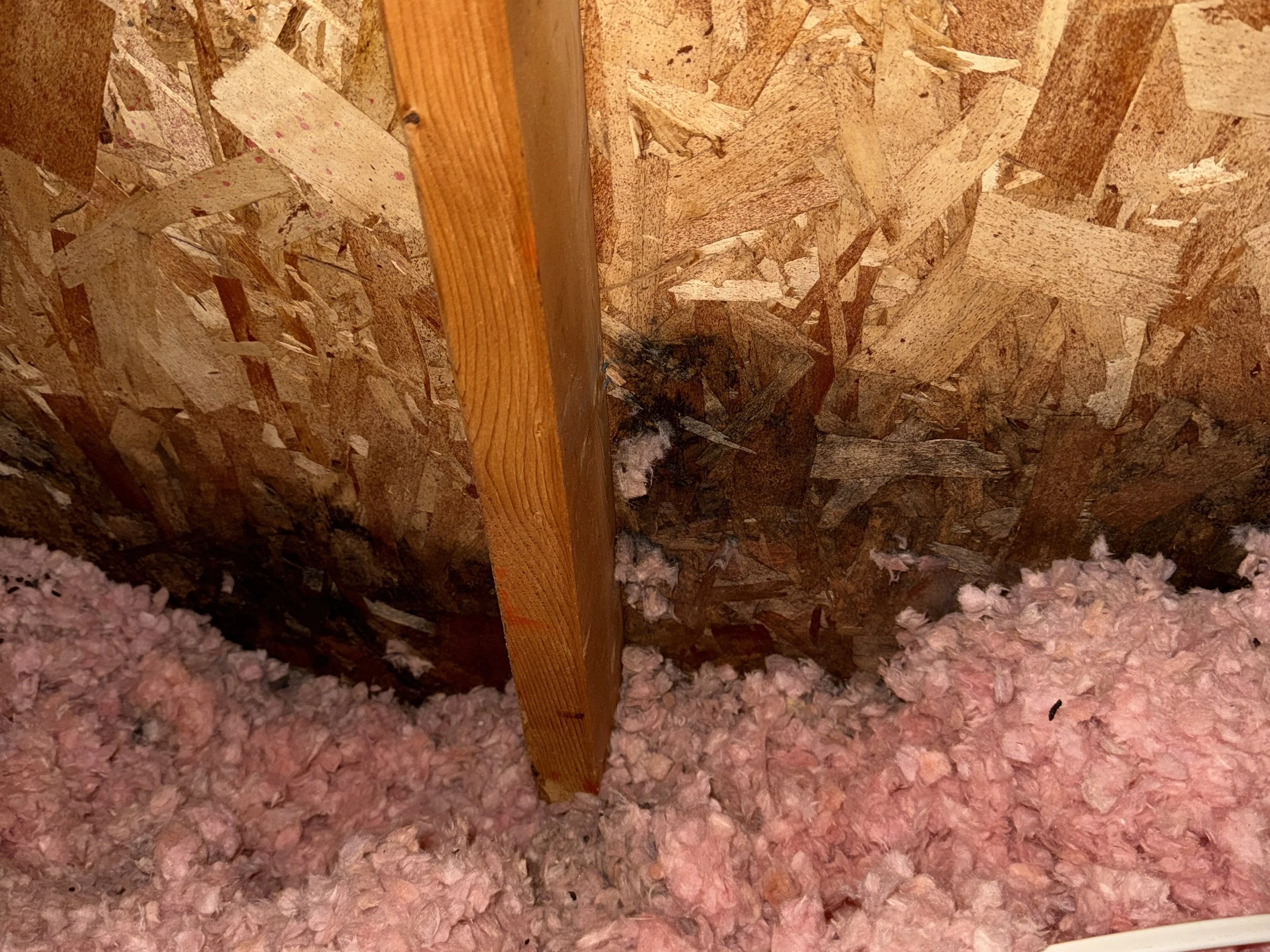 Mold in Central Illinois Homes: What Every Homeowner Should Know