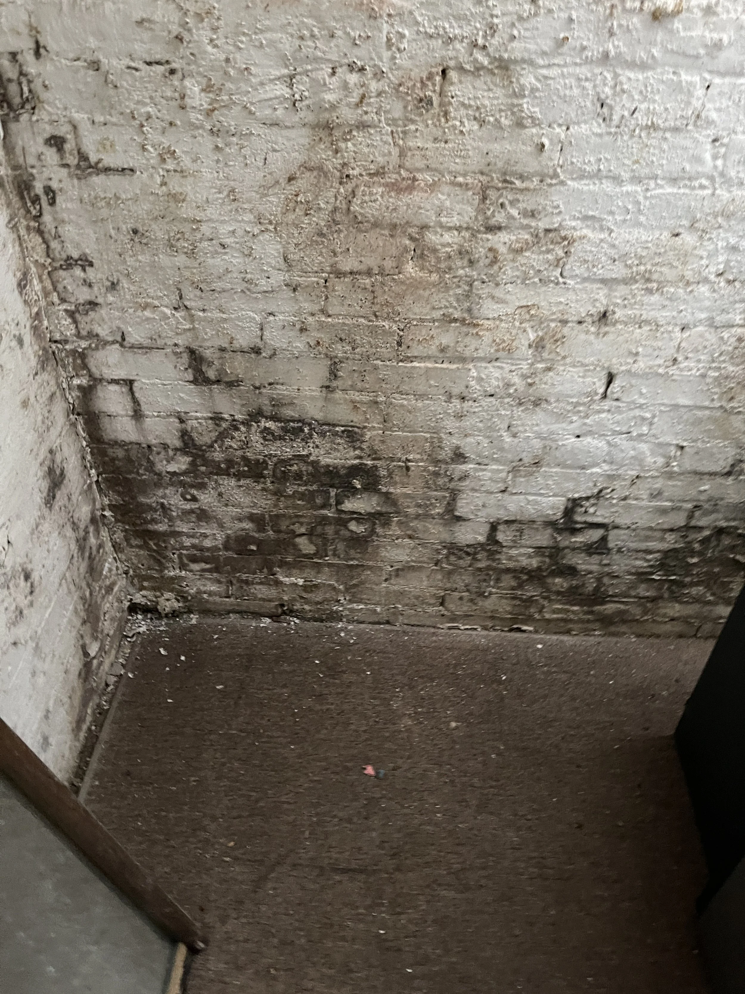 Mold on a brick wall