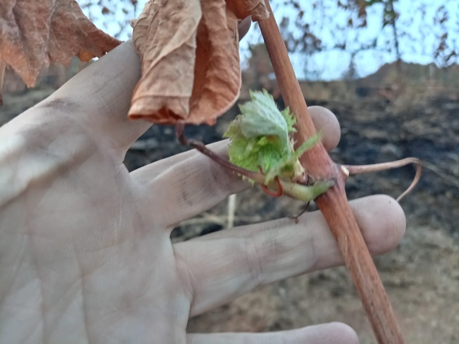 The miracle of the vine returning to life
