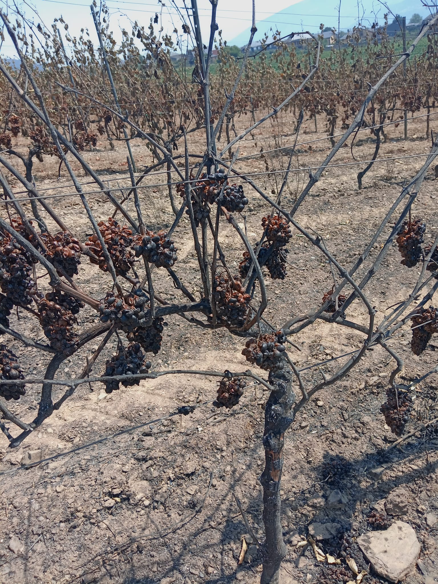 Burned vines